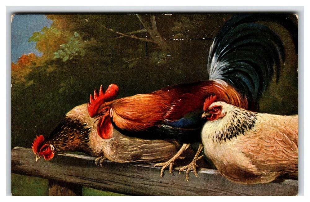 Raphael Tuck Our Prize Poultry Rooster Hens Fence Art Postcard 6155 Bavaria